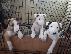 PoulaTo: Αξιολάτρευτα κουτάβια bull terrier